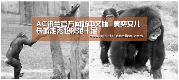 AC米兰官网中文版