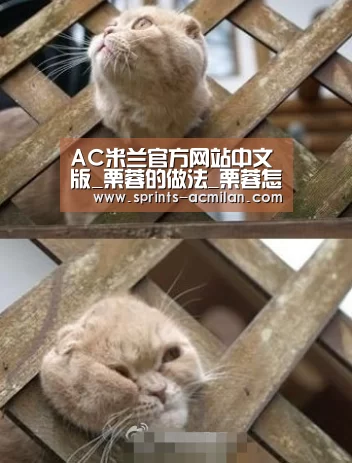 AC米兰官网中文版